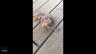 Viral, Penemuan Ikan Alien Bikin Geger