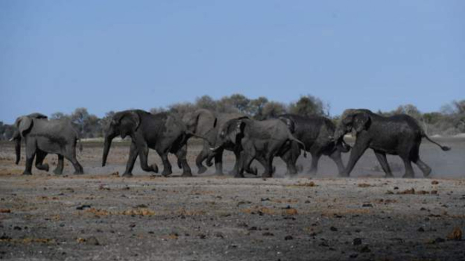 Botswana memiliki populasi gajah terbesar di dunia. - Getty Images