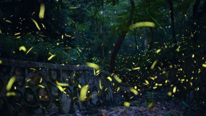 Wisata kunang-kunang semakin berkembang di beberapa negara termasuk Meksiko, Jepang, Malaysia dan India. - Getty Images