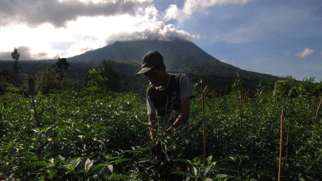 Petani beraktivitas di lahan pertanian dengan berlatar belakang Gunung Merapi 