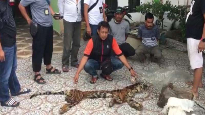 Harimau Sumatera marak diburu dan diambil organ tubuhnya