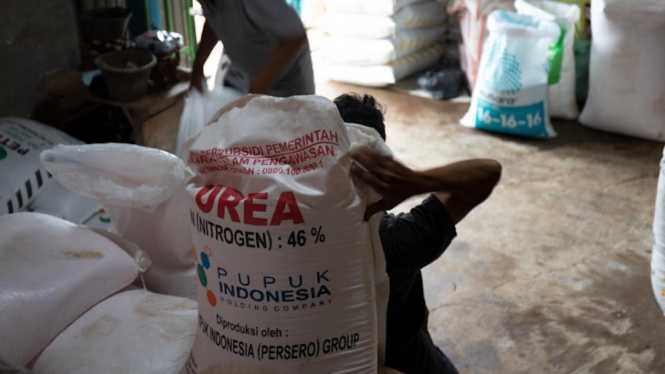 Ilustrasi pupuk Indonesia dari petani.