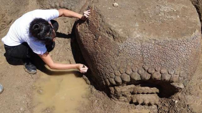 Seorang petani telah menemukan sisa-sisa fosil empat armadillo purba prasejarah