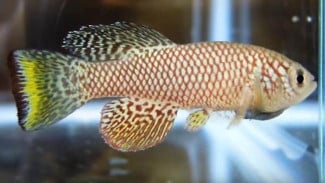 Killifish, Ikan Cantik yang Mampu Perlambat Proses Penuaan Manusia