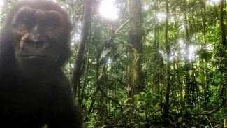 Gorilla Langka dan Hampir Punah Ditemukan Lagi Asyik Selfie