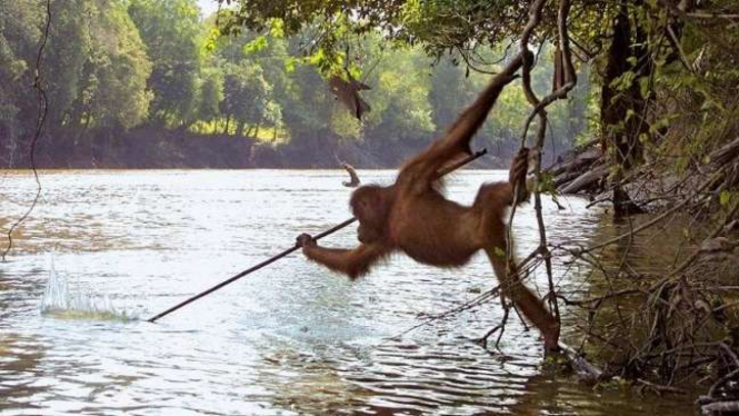 Orangutan Borneo