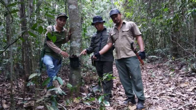 BKSDA Riau pasang kamera trap pemantau harimau Sumatera