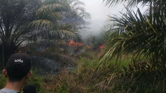 Belasan hektare kebun sawit di Agam terbakar.
