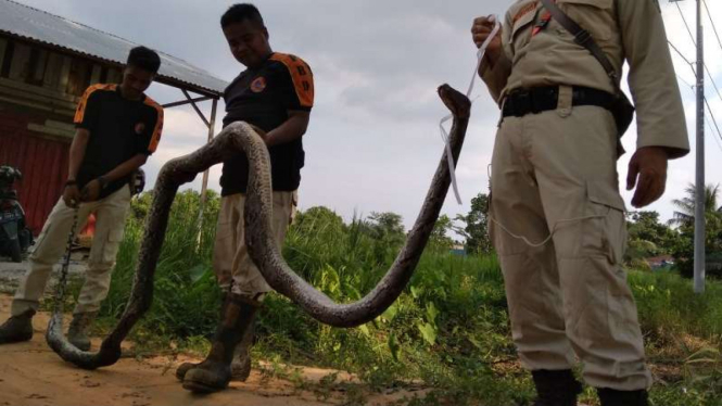 Kebakaran lahan di Riau bikin induk piton mati.