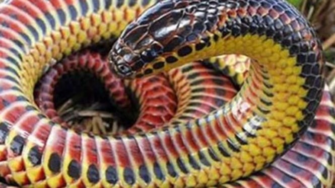 Rainbow Snake