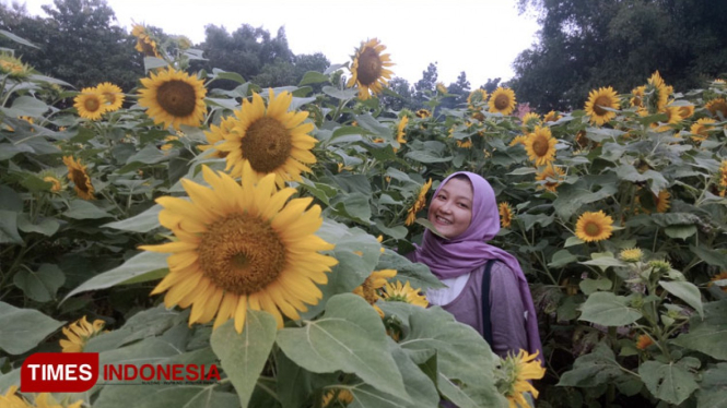 Pengunjung saat menikmati wisata Bunga Matahari yang berada di Dusun Bulurejo, Desa Kepuhrejo, Kecamatan Kudu, Kabupaten Jombang. (FOTO: Moh Ramli/TIMES Indonesia)