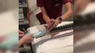 Tak Sengaja Telan Handuk, Ular Piton Ini Diselamatkan Dokter Cantik