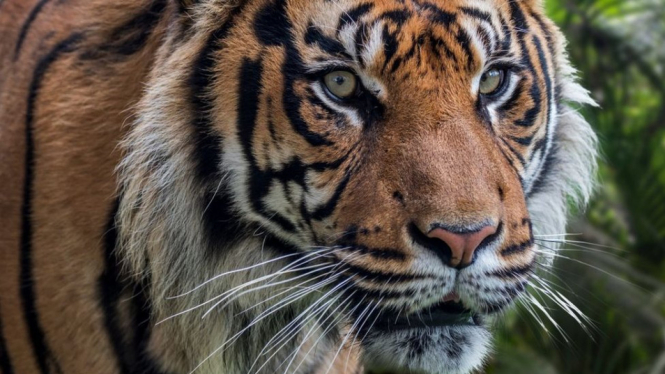 Sepanjang tahun 2020, sudah tercatat delapan kasus konflik harimau - manusia di wilayah Aceh - ARTERRA/GETTY