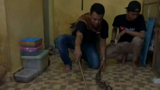 Panji Petualang Ketakutan Taklukkan Ular Viper Gabon Mematikan