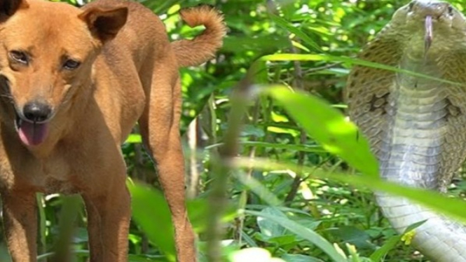 Ular Kobra Ngamuk, Dua Anjing Jadi Korban Setelah 2 Jam 'Berkelahi'