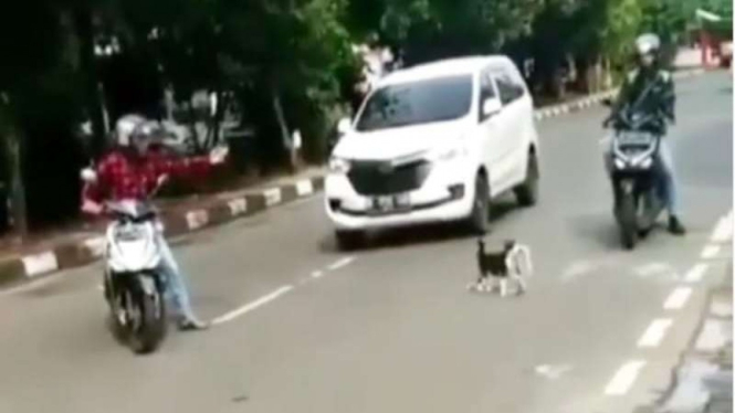 Rekahan Gambar Dibantu Menyeberang Jalan Raya Kucing Ini Bikin Warganet 