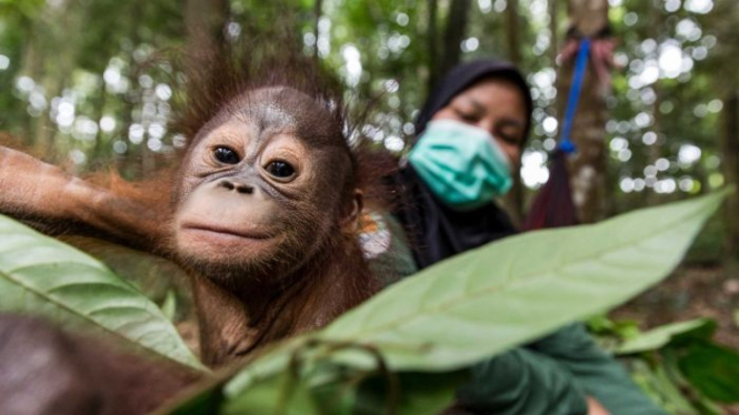 Sekolah Orangutan yang dikelola organsasi kesejahteraan satwa internasional FOUR PAWS di Kalimantan Timur, kini menerapkan langkah antisipasi untuk mencegah penyebarabn virus corona ke hewan yang dikenal sebagai sepupu terdekat manusia ini.