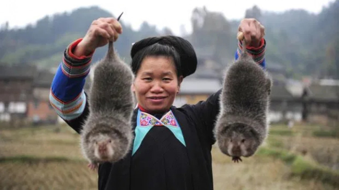 Tikus bambu yang dikembangbiakan warga China