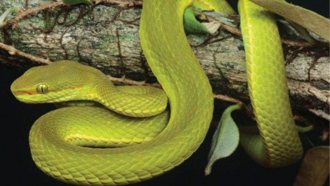 Trimeresurus Salazar.