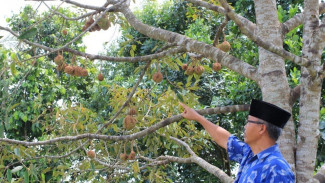 Inul Daratista Ngamuk, hingga Durian Gundul