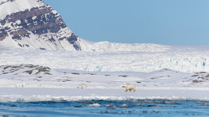 Beruang Kutub mencari makan di Kutub Utara.