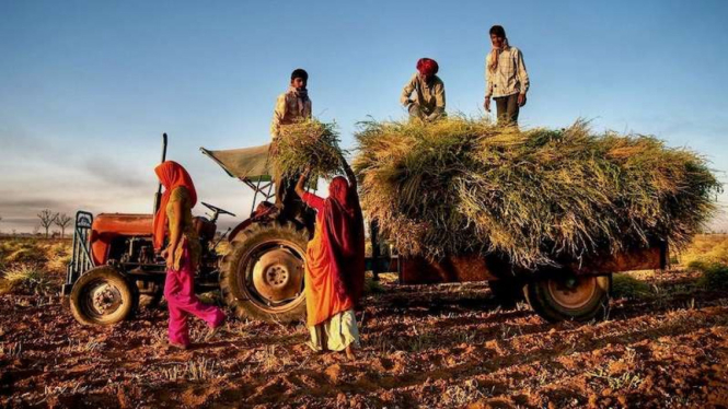 Selama pandemi virus corona FAO minta hargai pahlawan pangan