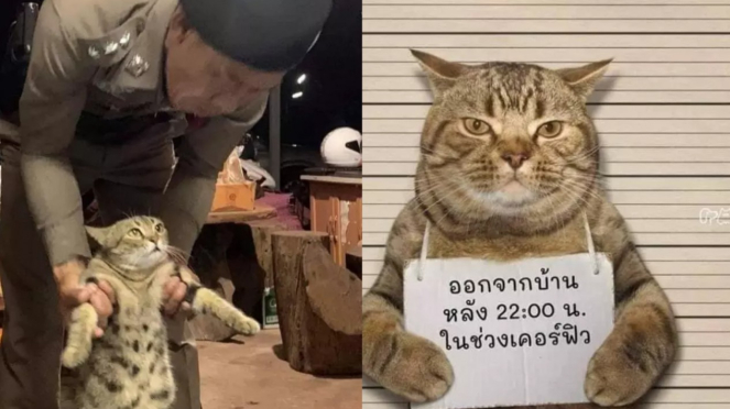 Kucing ditangkap karena melanggar jam malam.