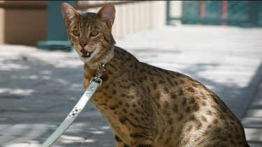 10 Ras Kucing Termahal Di Dunia