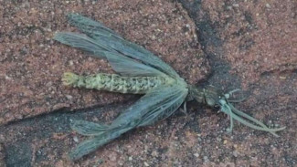 Makhluk Misterius Menyeramkan Ditemukan di Tengah Wabah Corona Amerika