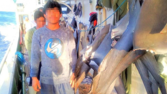 Para ABK asal Indonesia bekerja di kapal penangkap ikan yang memburu sirip hiu.-KFEM