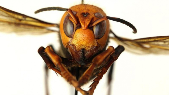 Tawon Raksasa Asia (Asian Giant Hornet).