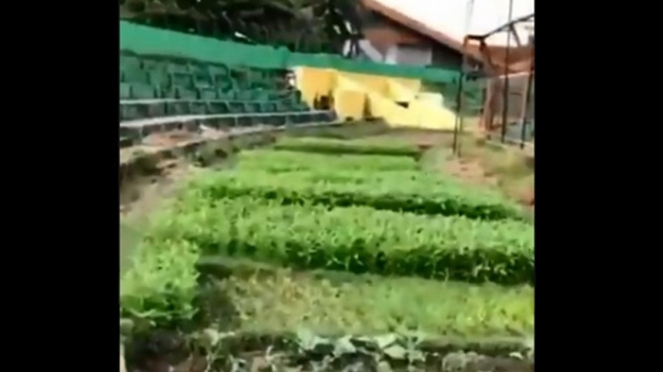 Kebun sayur di Stadion Andi Mattalatta