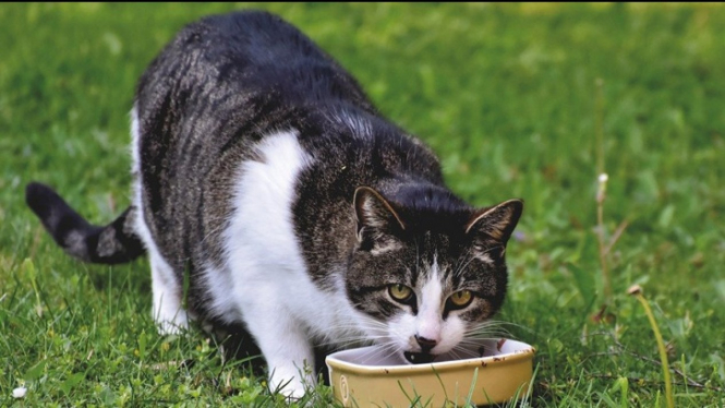 Ilustrasi makanan kucing (Pixabay)