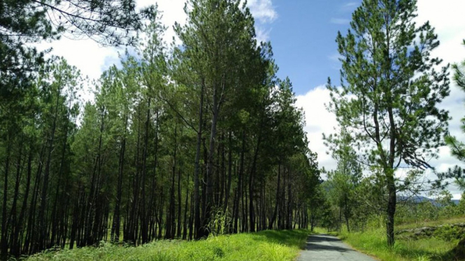 Hutan di Poso.