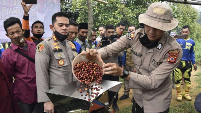 Petugas Polisi dari Polres Bogor saat mengupas kulit kopi.