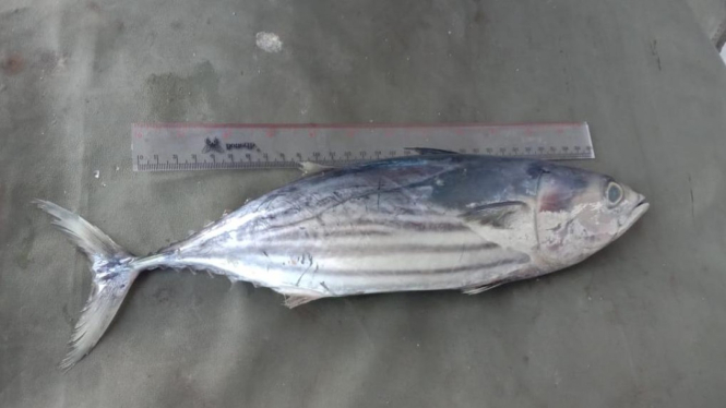 Gambar : Ikan tongkol