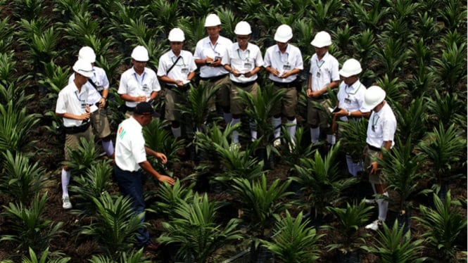 Perkebunan Asian Agri