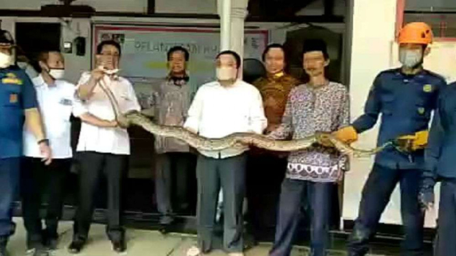 Penemuan ular di kantor KPU Depok