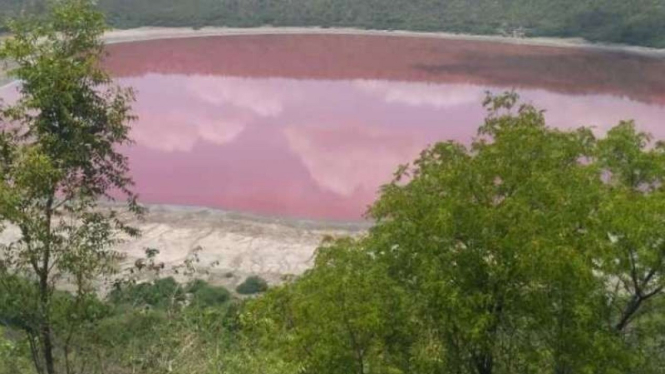 Danau Lonar di India tiba-tiba jadi merah muda