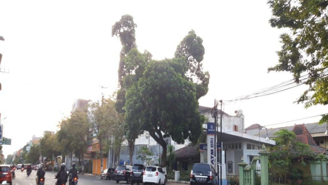 Pohon disebut berbentuk ayam di Yogyakarta yang buat heboh media sosial