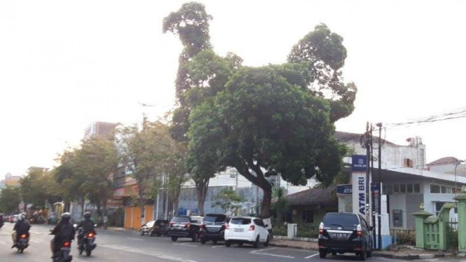 Pohon besar bentuk ayam di Yogyakarta