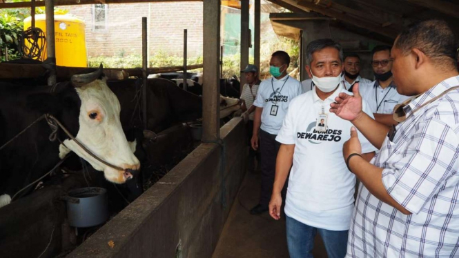 BRI bantu peternak sapi perah di Kediri.