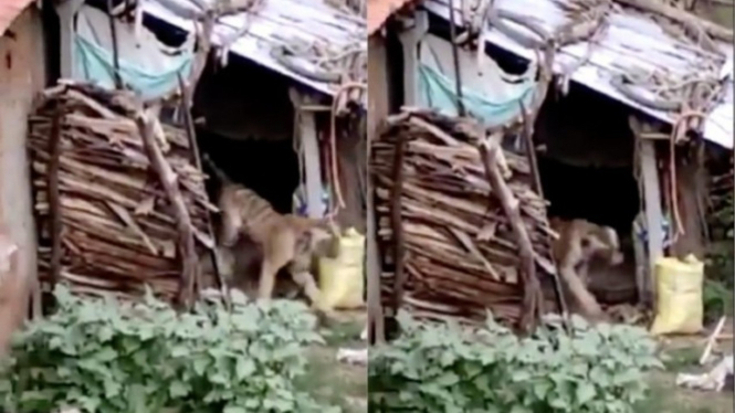 Harimau keluar dari rumah warga.