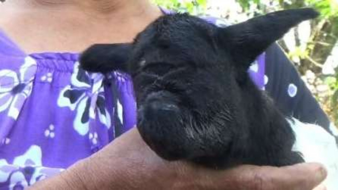 Penampakan kambing bermata satu di Sumedang