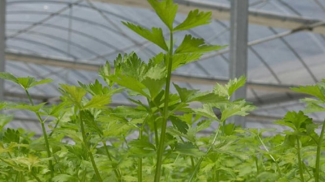 Metode - metode Urban Farming