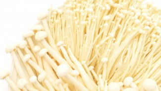 Enoki Mushrooms Cause Listeria Outbreak in the United States