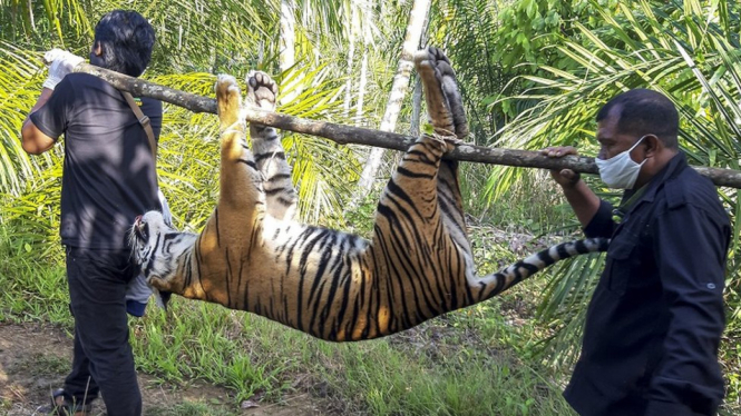 Dua petugas menggotong seekor bangkai harimau Sumatera (Panthera tigris sumatrae) yang ditemukan mati di kawasan perkebunan masyarakat di Kecamatan Trumon, Kabupaten Aceh Selatan, Aceh, Senin (29/6).-ANTARA FOTO