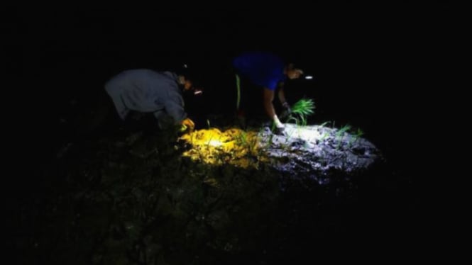 Petani di Vietnam menanam padi malam hari akibat panas ekstrem di siang hari