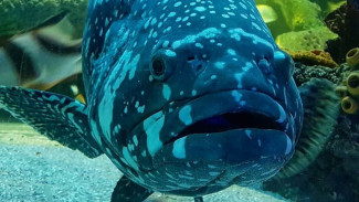 Sedih Tidak Ada Pengunjung, Ikan Kerapu Diberi Video Streaming