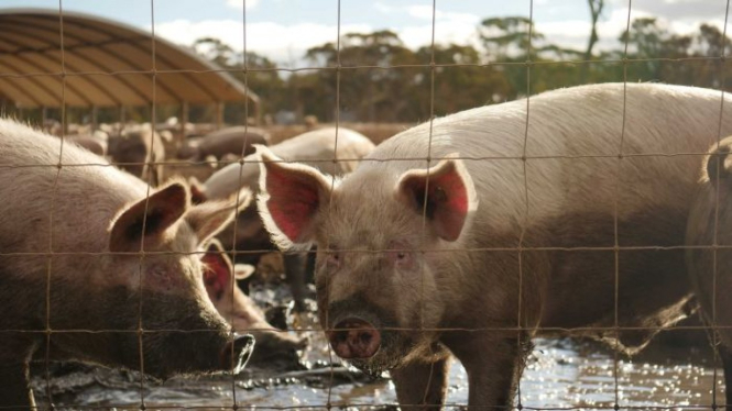 Tes antibodi yang dilakukan terhadap para pekerja peternakan babi di China menemukan bahwa sebagian sudah pernah terjangkiti virus baru G4 EA H1N1.